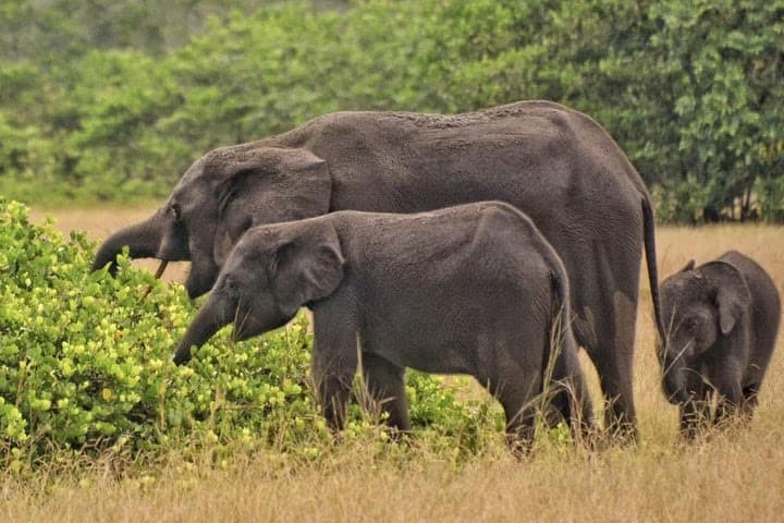 Loango National Park wildlife and nature safari