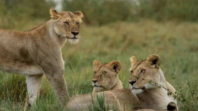Tanzania Zanzibar safari Package