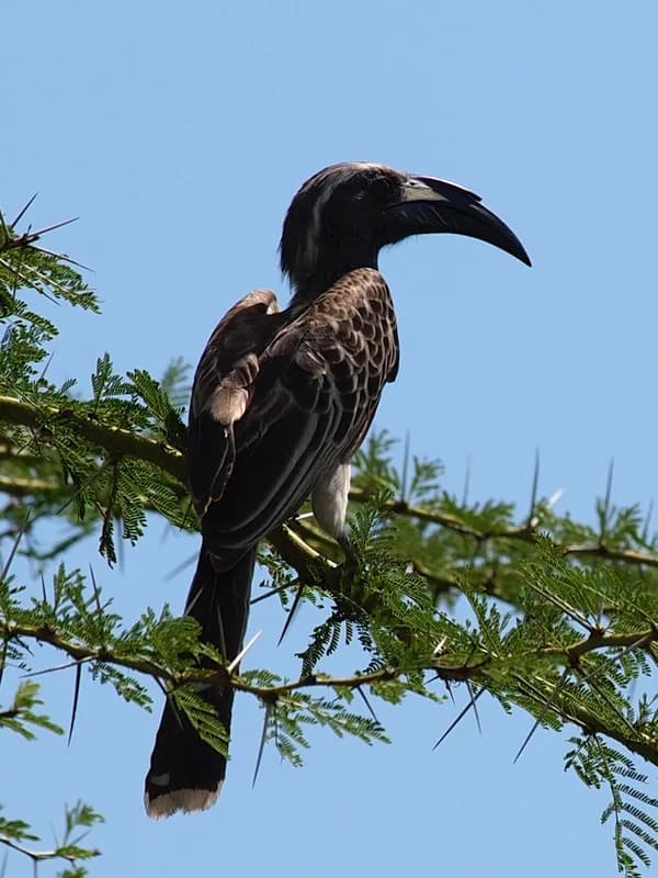 Bicuar National Park — miombo woodland species, savanna raptors