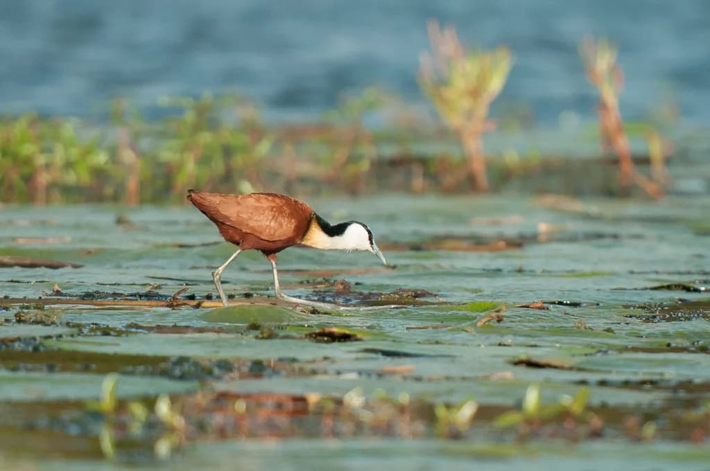 African Jacana