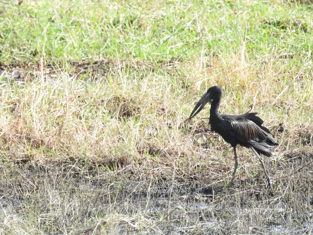 African Openbill