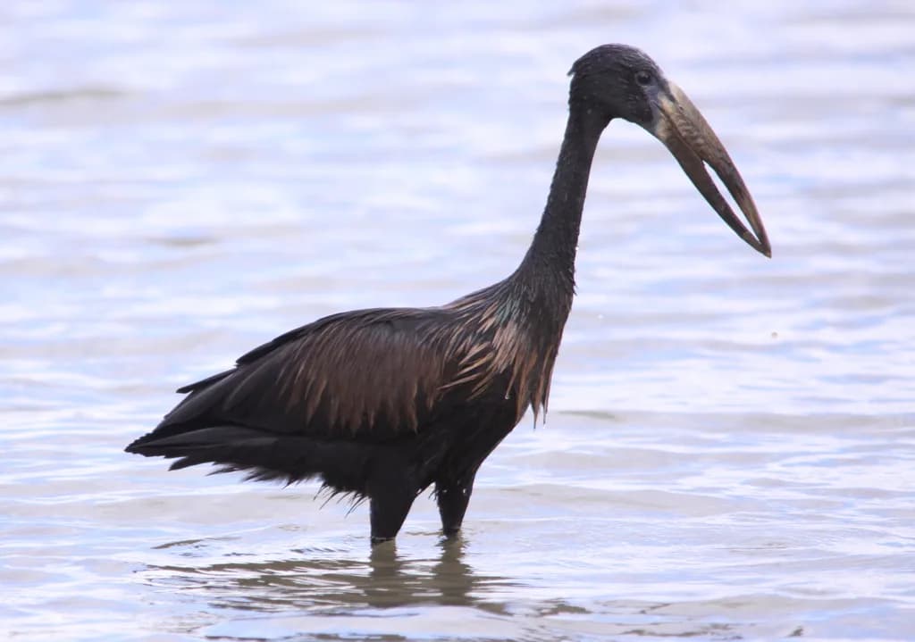 Cameia National Park — waterbirds, waders, waterfowl