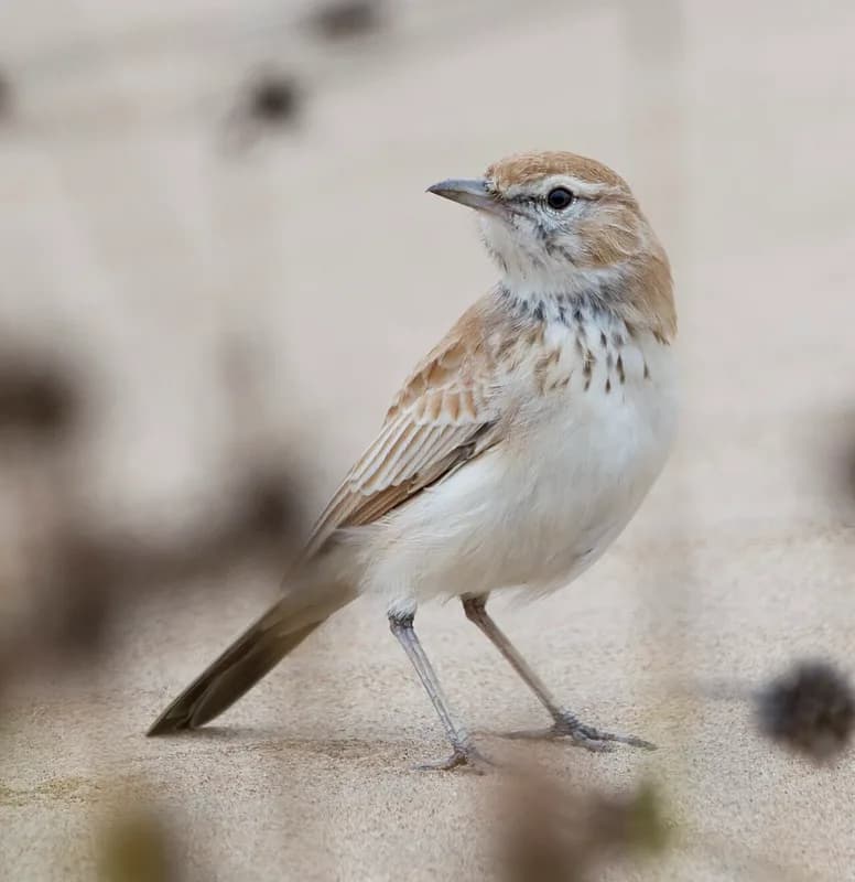 Iona National Park — desert-adapted species, coastal seabirds