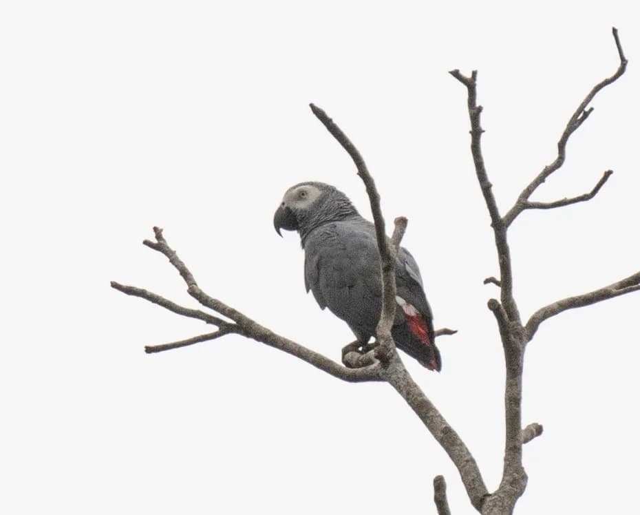 Gray Parrot
