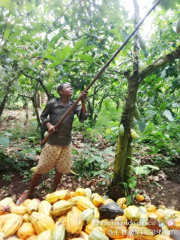 Cocoa cooperatives — fermentation and drying demonstrations, smallholder cooperative visits
