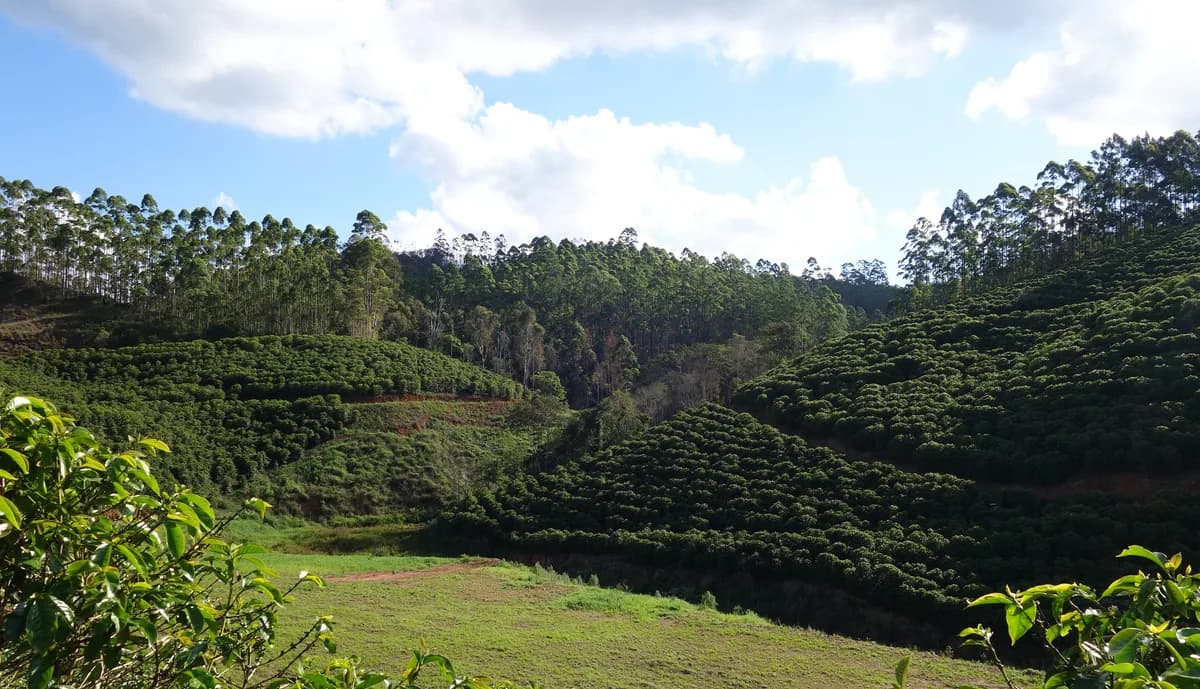 Coffee plantations — highland arabica estates, lowland robusta plantations