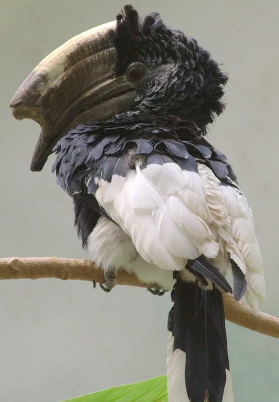 Dja Faunal Reserve (UNESCO) — forest raptors, turacos, Picathartes colonies