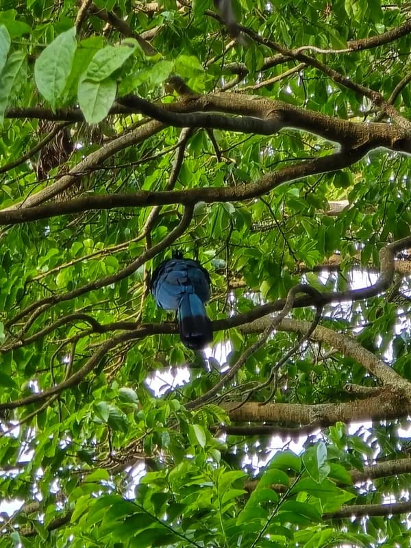 Great Blue Turaco