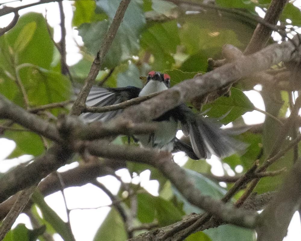 Banded Wattle-eye