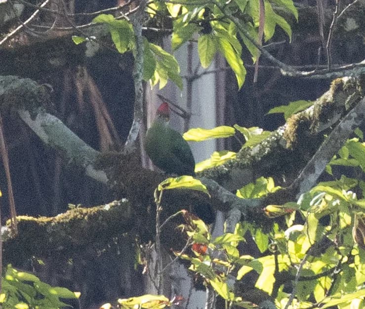 Bannerman's Turaco