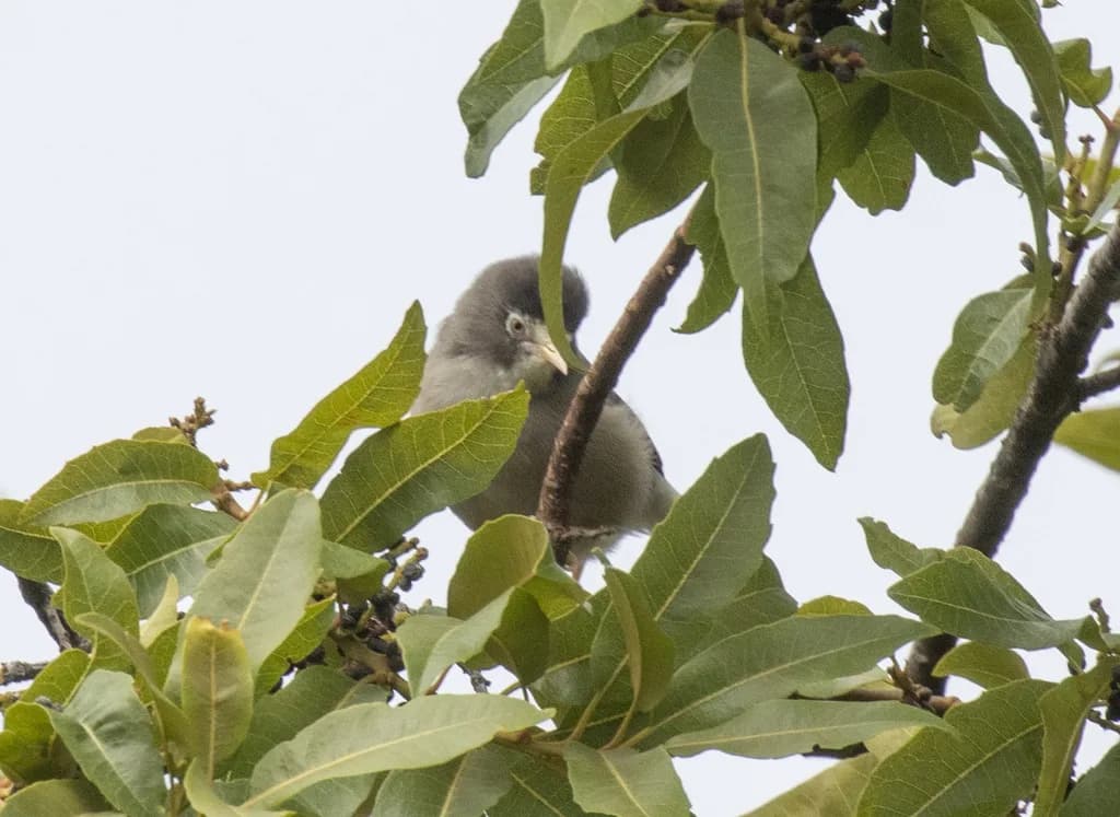Cameroon Speirops