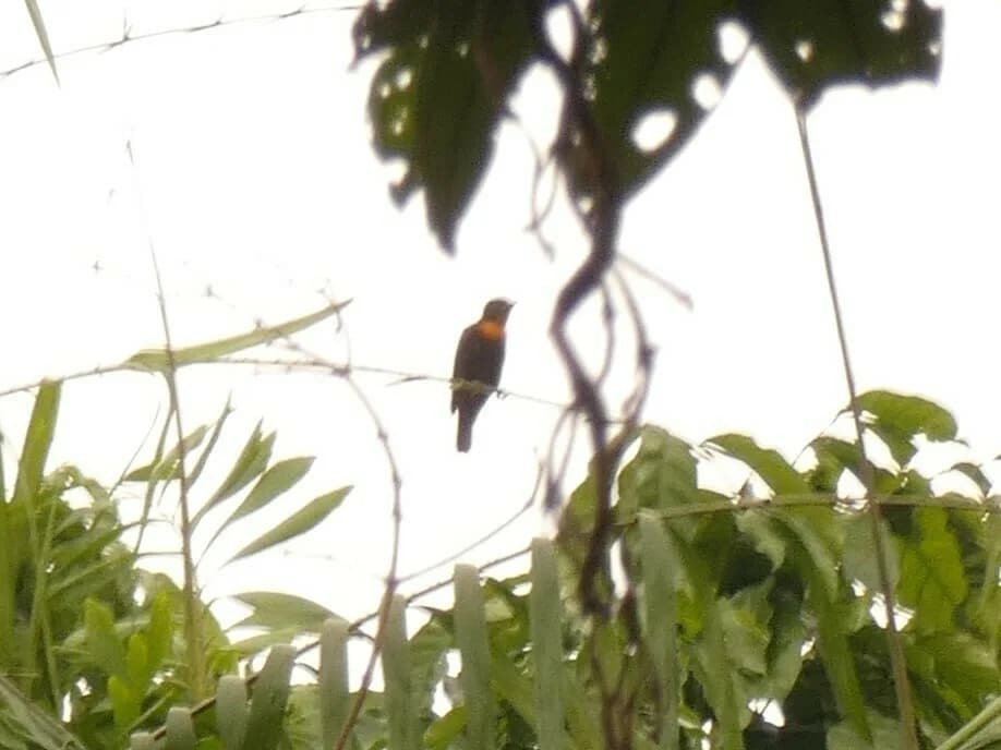 Parc national de Korup — malimbe de Rachel, picatharte à cou gris, calaos, spécialistes de la forêt du bassin du Congo