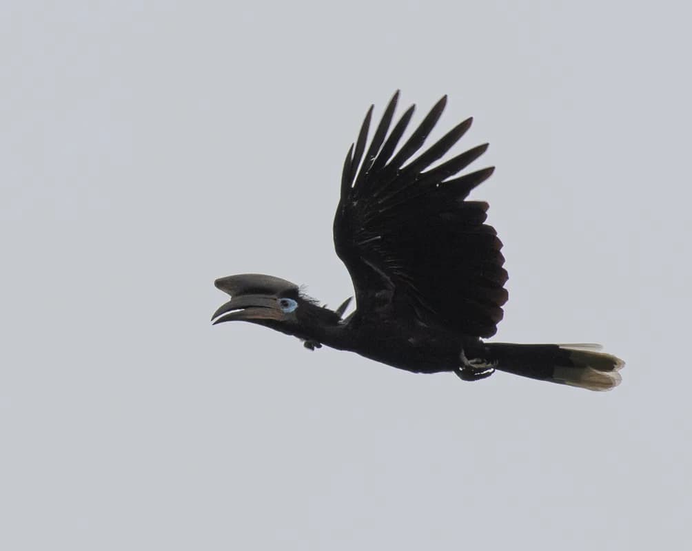 Parc national de Lobéké — spécialistes de la forêt du bassin du Congo