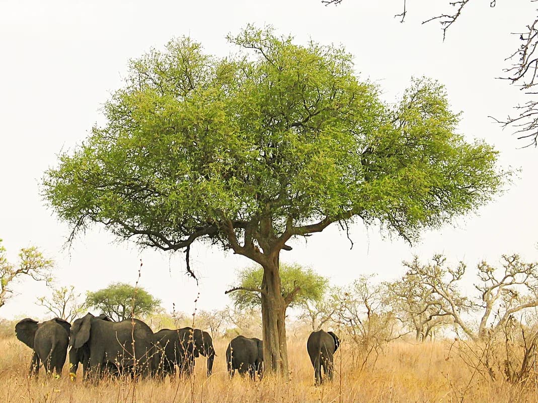 Waza National Park (Sahel) — raptors, storks, Abyssinian Ground Hornbill, large waterbird concentrations