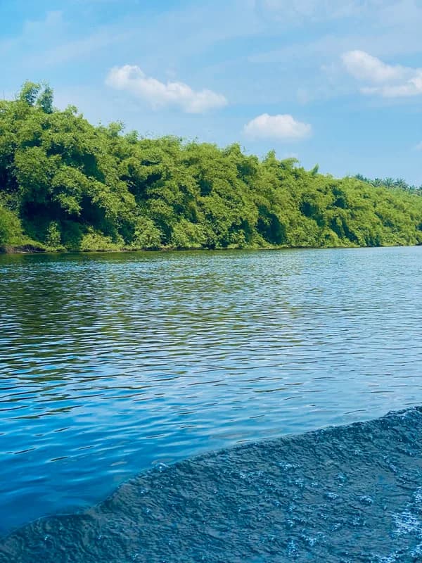 Korup National Park — ancient lowland forest, over 400 recorded bird species