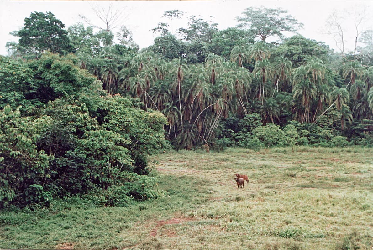 Lobéké National Park — forest-elephant bais, gorilla and chimpanzee habitat