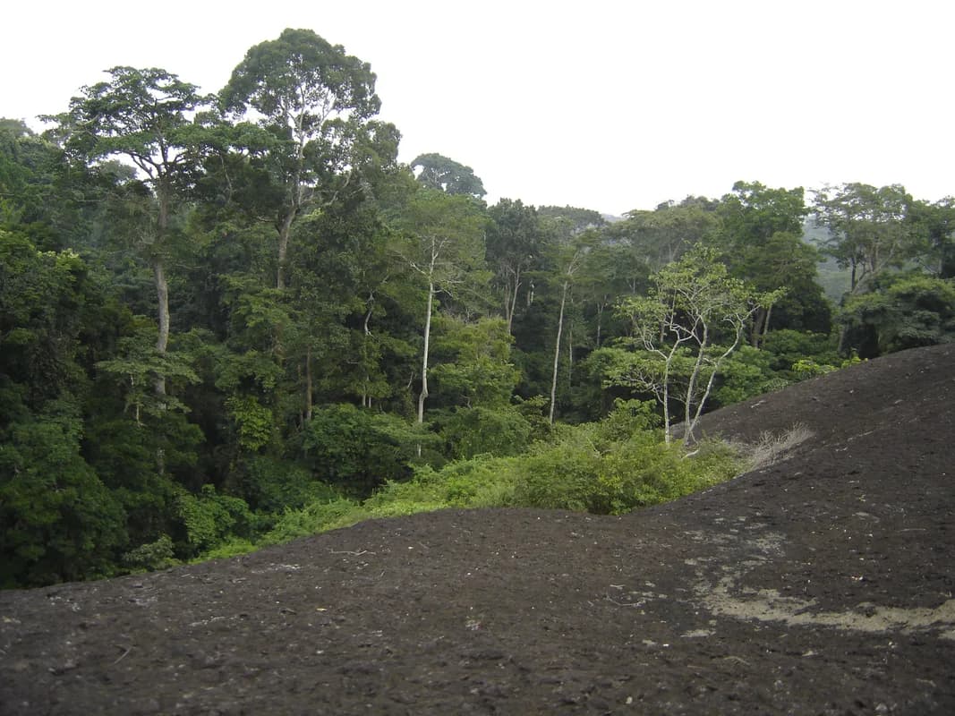 Réserve de faune du Dja (UNESCO) — partenariats avec les communautés Baka, programmes anti-braconnage