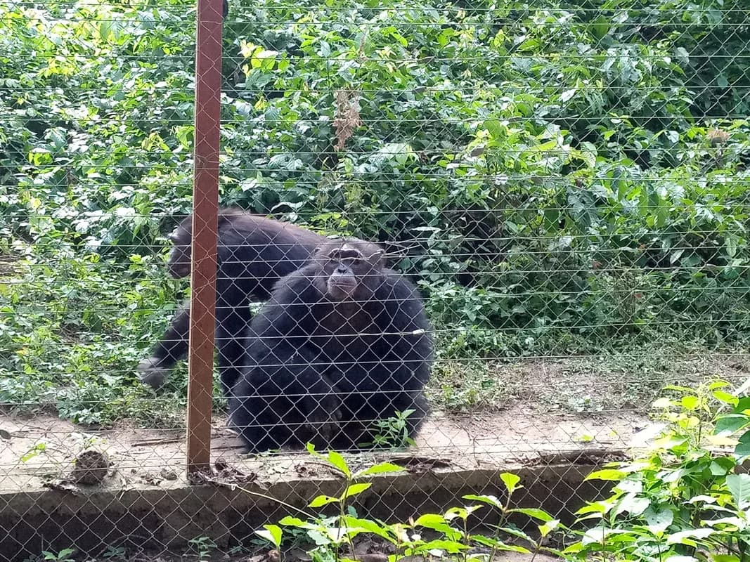 Mefou Primate Sanctuary — rescued gorillas, rescued chimpanzees and monkeys, safe, walkable setting