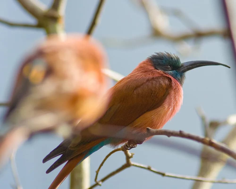 Chinko Reserve — savanna birdlife, large raptors