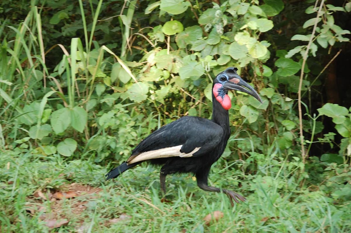 Zémongo Faunal Reserve — sudanian woodland species, birders' frontier