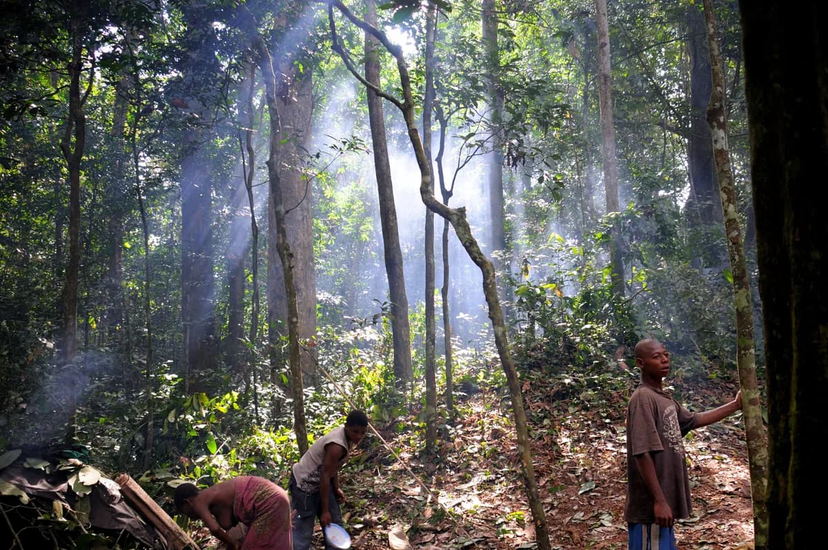 Ba'Aka community visits — net-hunting demonstrations, medicinal-plant walks, traditional song and dance, run with Dzanga-Sangha community programmes