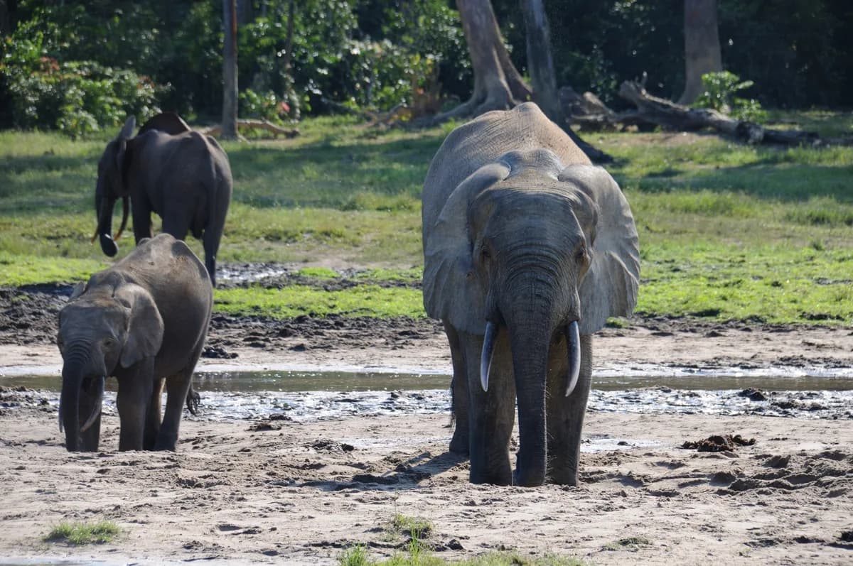 Dzanga Bai — dozens to 100+ elephants gathering daily, viewing platforms