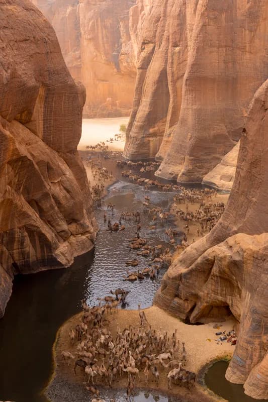 Guelta d'Archei — one of the Sahara's last crocodile populations, nomad camel herds at dusk, surreal desert canyon setting