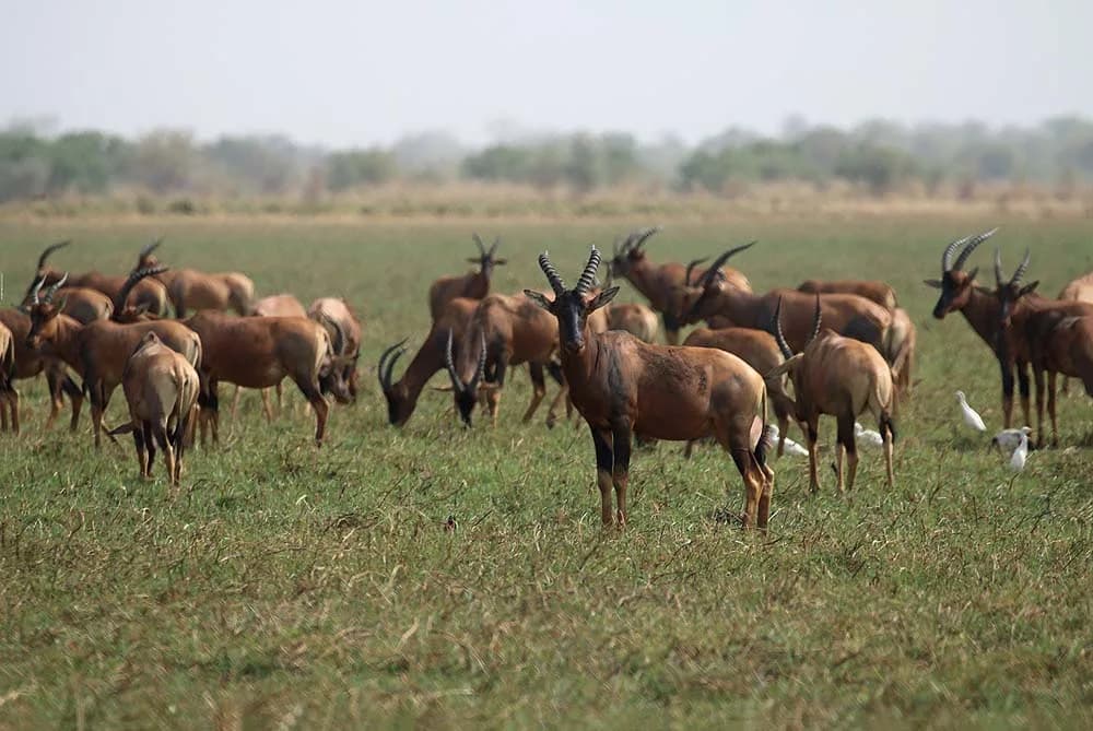 Zakouma fly-camping safaris — elephant herds, mobile tented bush camps, riverine and savanna game drives
