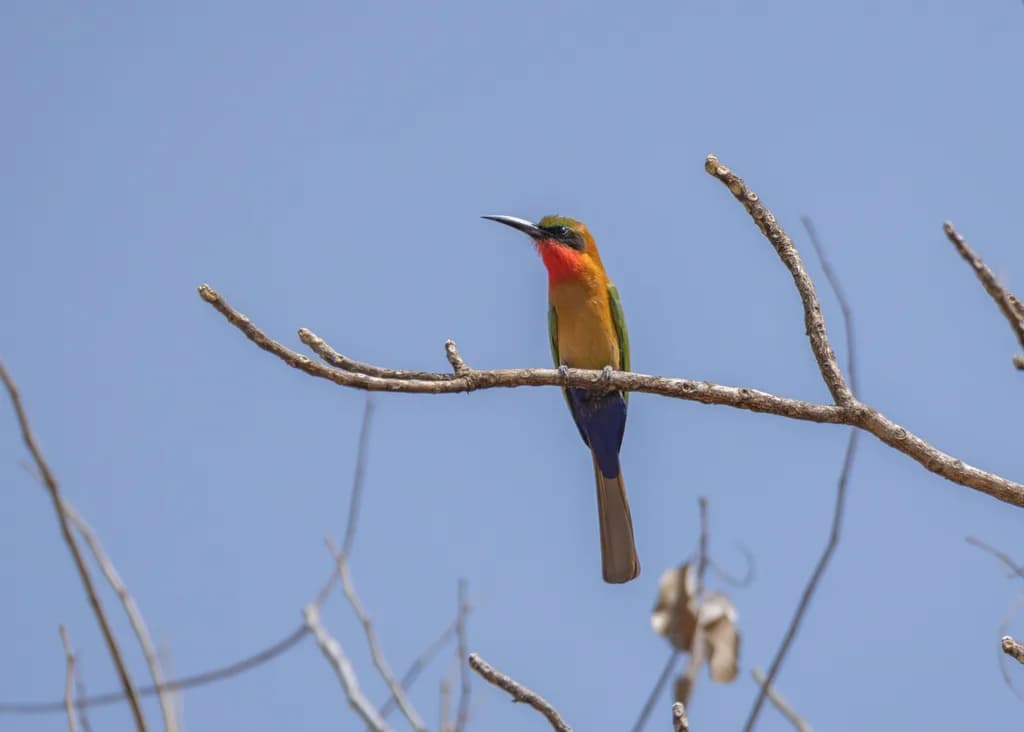 Red-throated Bee-eater