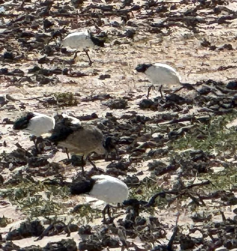 African Sacred Ibis