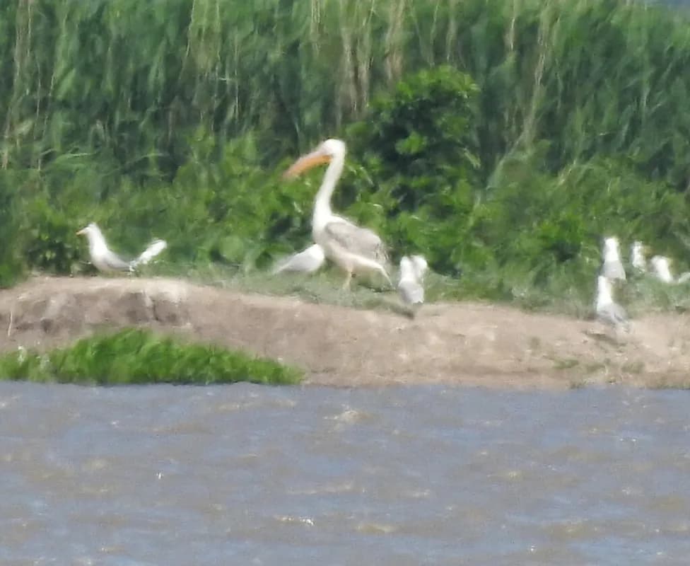 Great White Pelican