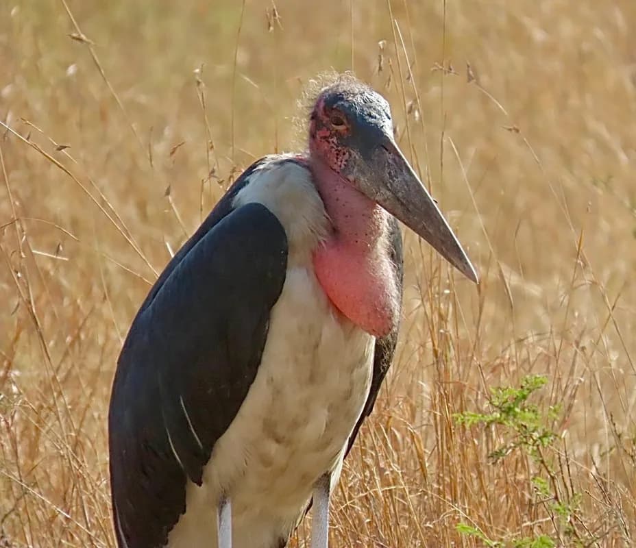 Marabou Stork