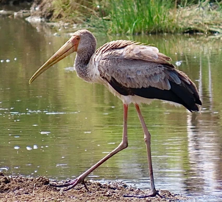 Yellow-billed Stork