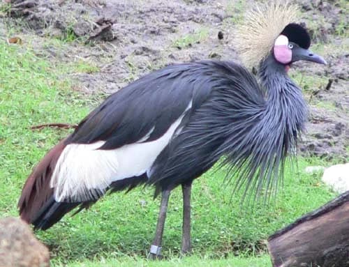 Zones humides du lac Tchad — canards et oies, échassiers, fortes concentrations d'oiseaux d'eau
