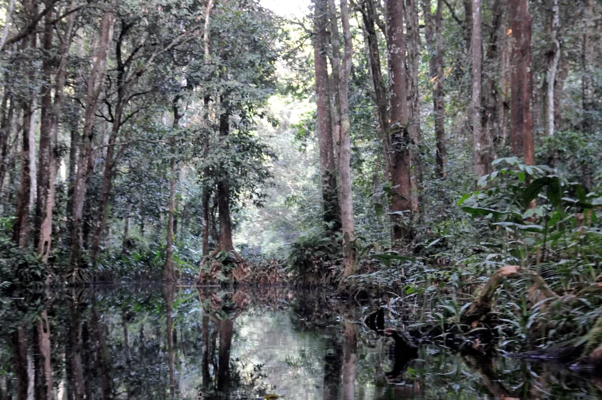Nouabalé-Ndoki National Park — Goualougo Triangle Ape Project research zone, Mbeli Bai viewing platform, intact forest interior