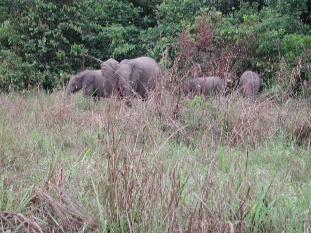 Parc national d'Odzala-Kokoua — plateforme d'observation de la faune de la baï de Lango, clairières de gorilles et d'éléphants, campements en forêt tropicale