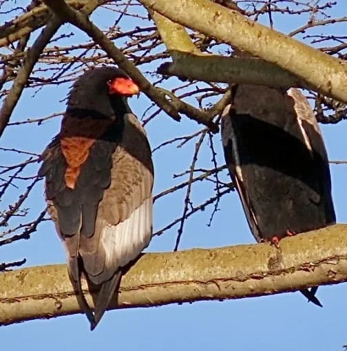 Bateleur