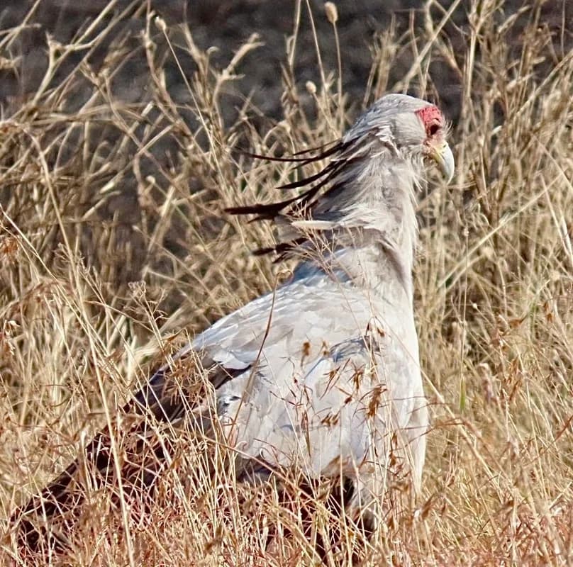 Secretarybird
