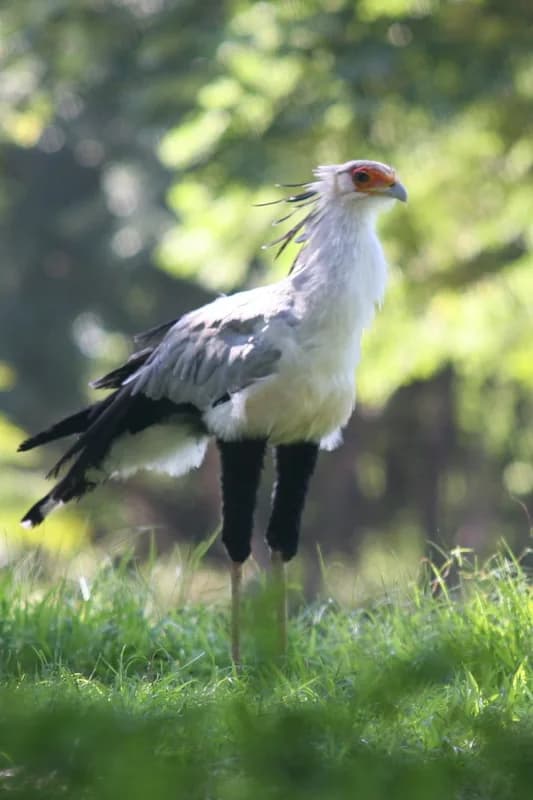 Parc national de Garamba — avifaune de savane, grands rapaces