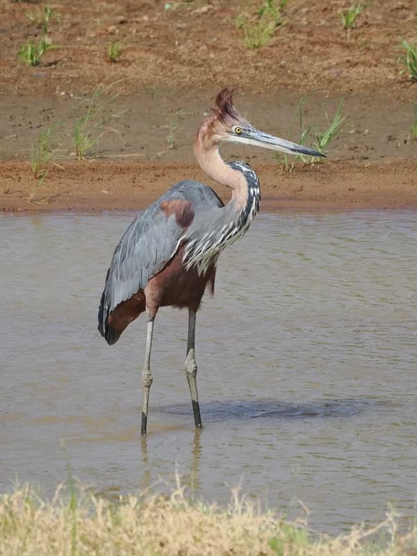 Goliath Heron