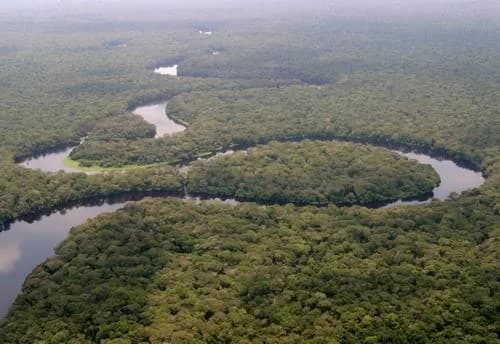 Parc national de Salonga — protège les bonobos, zones humides de forêt tropicale