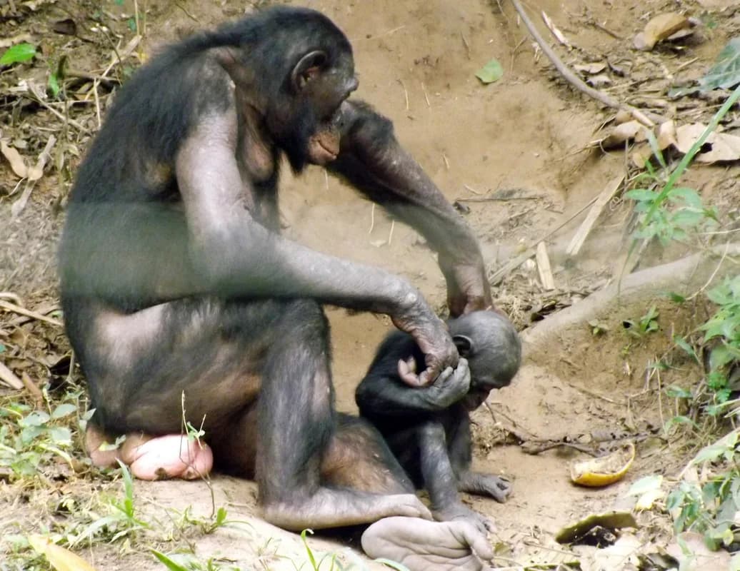 Sanctuaire Lola ya Bonobo — réhabilitation de bonobos orphelins, sûr et facilement accessible
