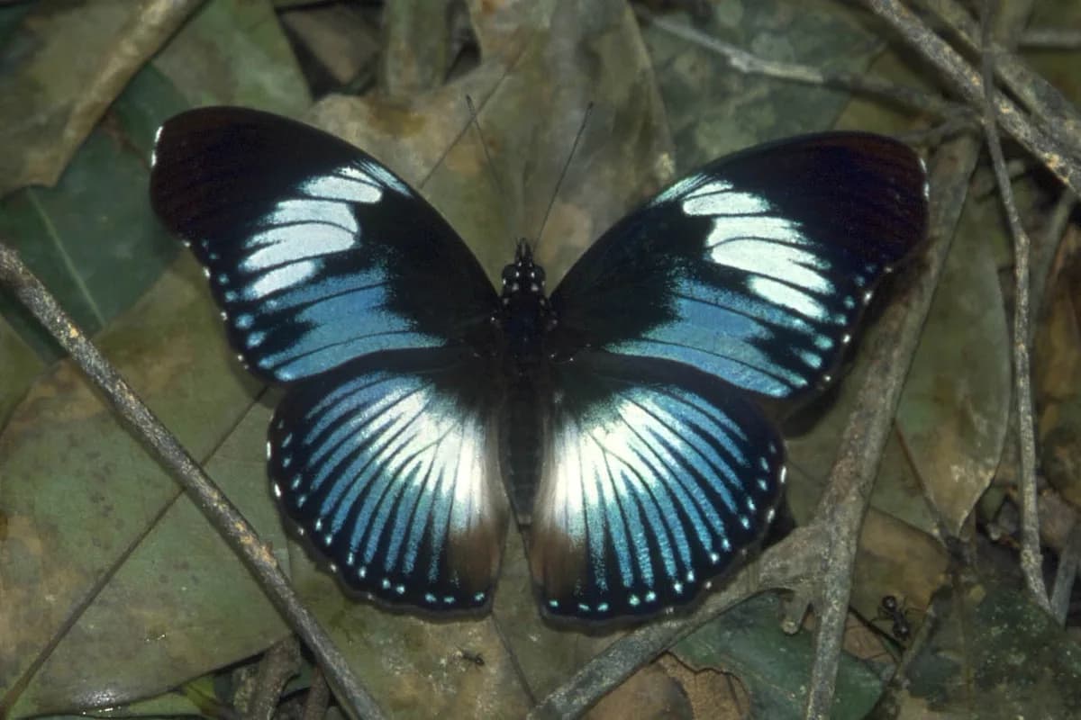 Altos de Nsork National Park — lowland forest species, riverine species