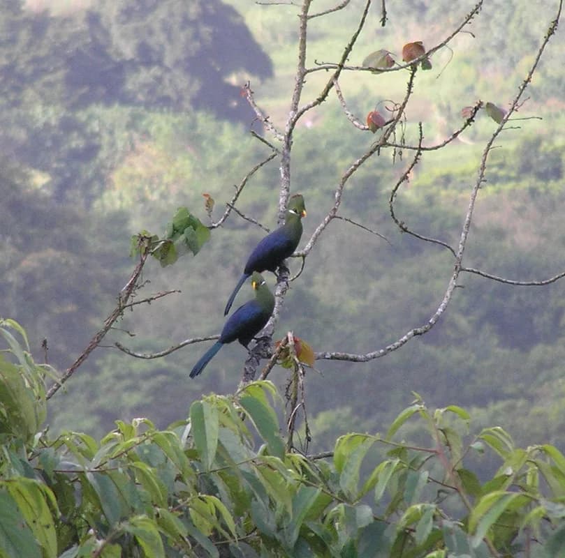 Caldera de Luba — primary and secondary forest, island endemics, waterbirds on the crater lakes