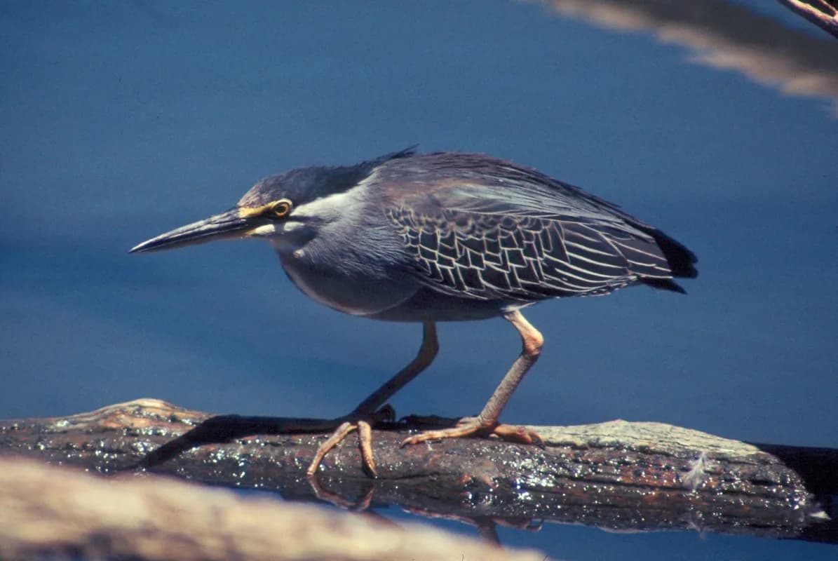 Rio Muni mangrove estuaries — waterbirds, herons, kingfishers