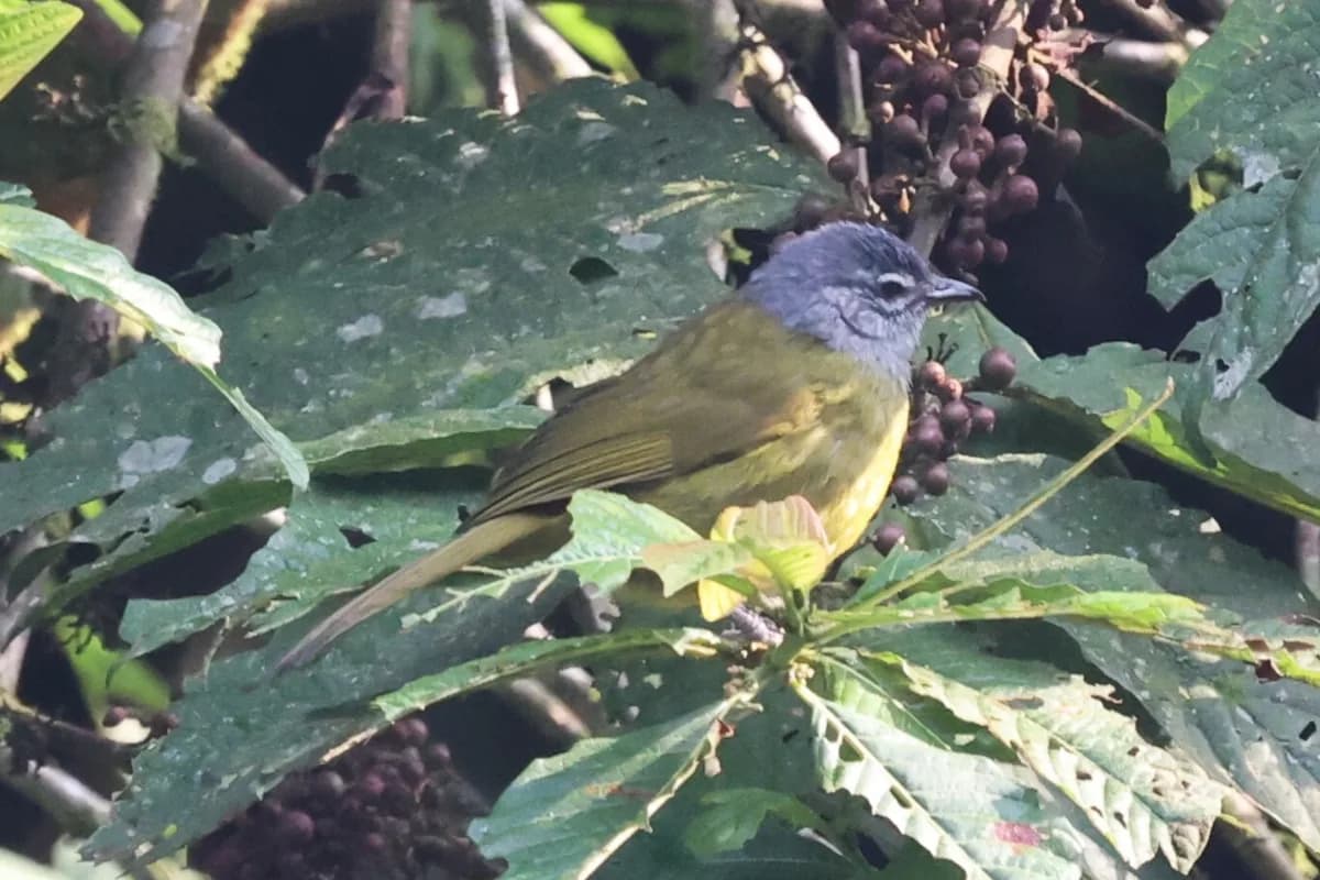 Zone sommitale du Pico Basilé — endémiques d'altitude, oiseaux de forêt de montagne, cratère du Bisoke