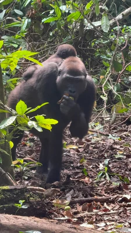 Loango Coastal Safari — surfing-hippo beaches, gorilla tracking by pirogue, Iguéla Lagoon