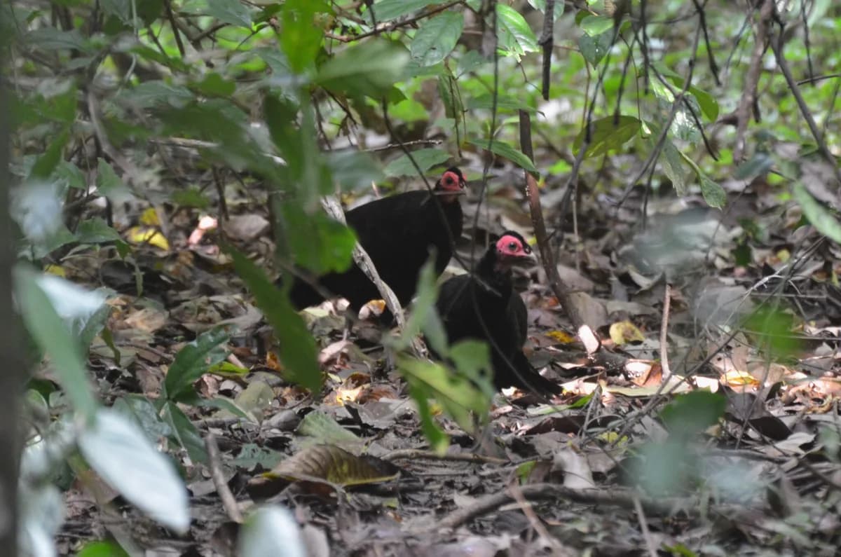 Moukalaba-Doudou — some of Gabon's most demanding treks, western lowland gorilla habitat, dense rainforest trails