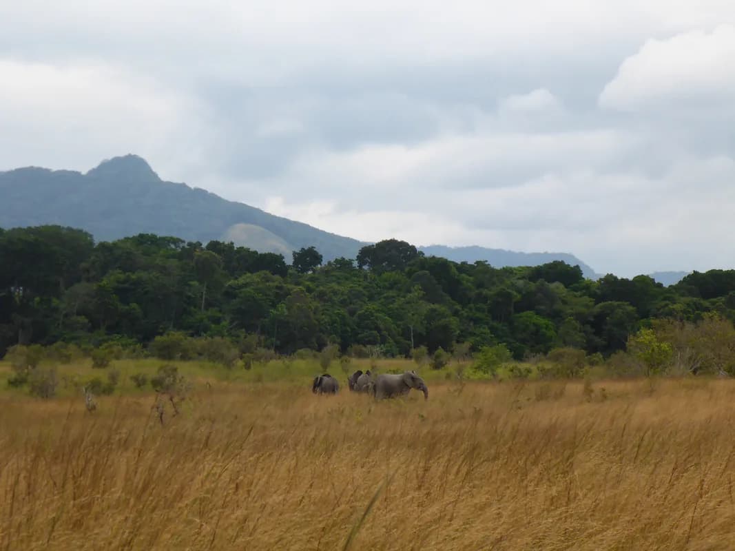 Savane de Lopé — gravures rupestres vieilles de 400 000 ans, habitat des mandrills, 4 970 km² de mosaïque protégée