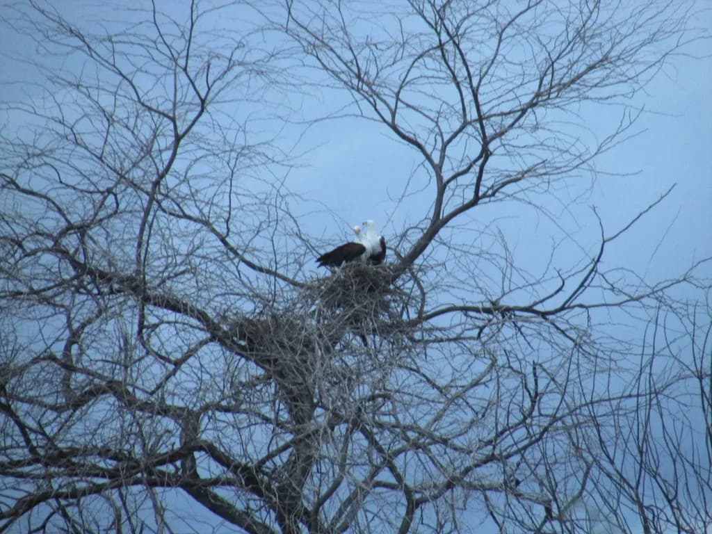African Fish-Eagle